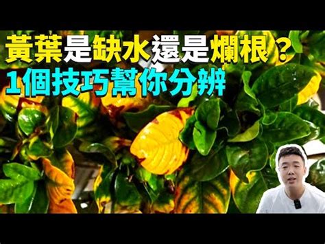 福木枯黃|【福木枯黃】隨意窩Xuite日誌 